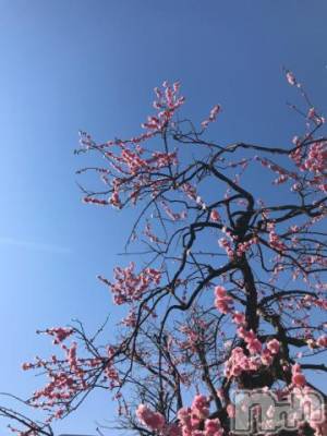 新潟デリヘル 五十路マダム新潟店(カサブランカグループ)(イソジマダムニイガタテン) 宮下かずき(51)の4月3日写メブログ「4/2のお礼です。」