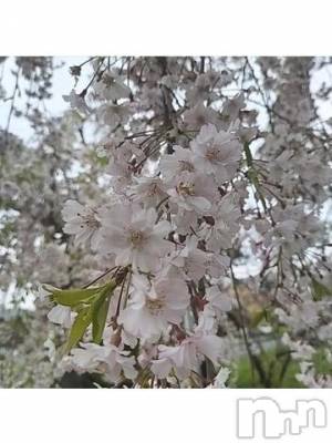 新潟デリヘル 五十路マダム新潟店(カサブランカグループ)(イソジマダムニイガタテン) 宮下かずき(51)の4月23日写メブログ「4/23のお礼です。」