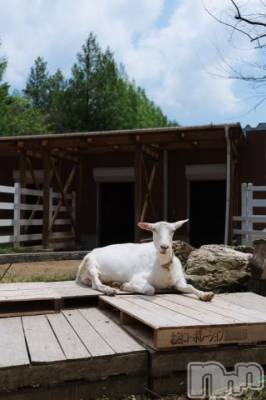 新潟デリヘル 五十路マダム新潟店(カサブランカグループ)(イソジマダムニイガタテン) 宮下かずき(51)の6月7日写メブログ「出勤しましたー」
