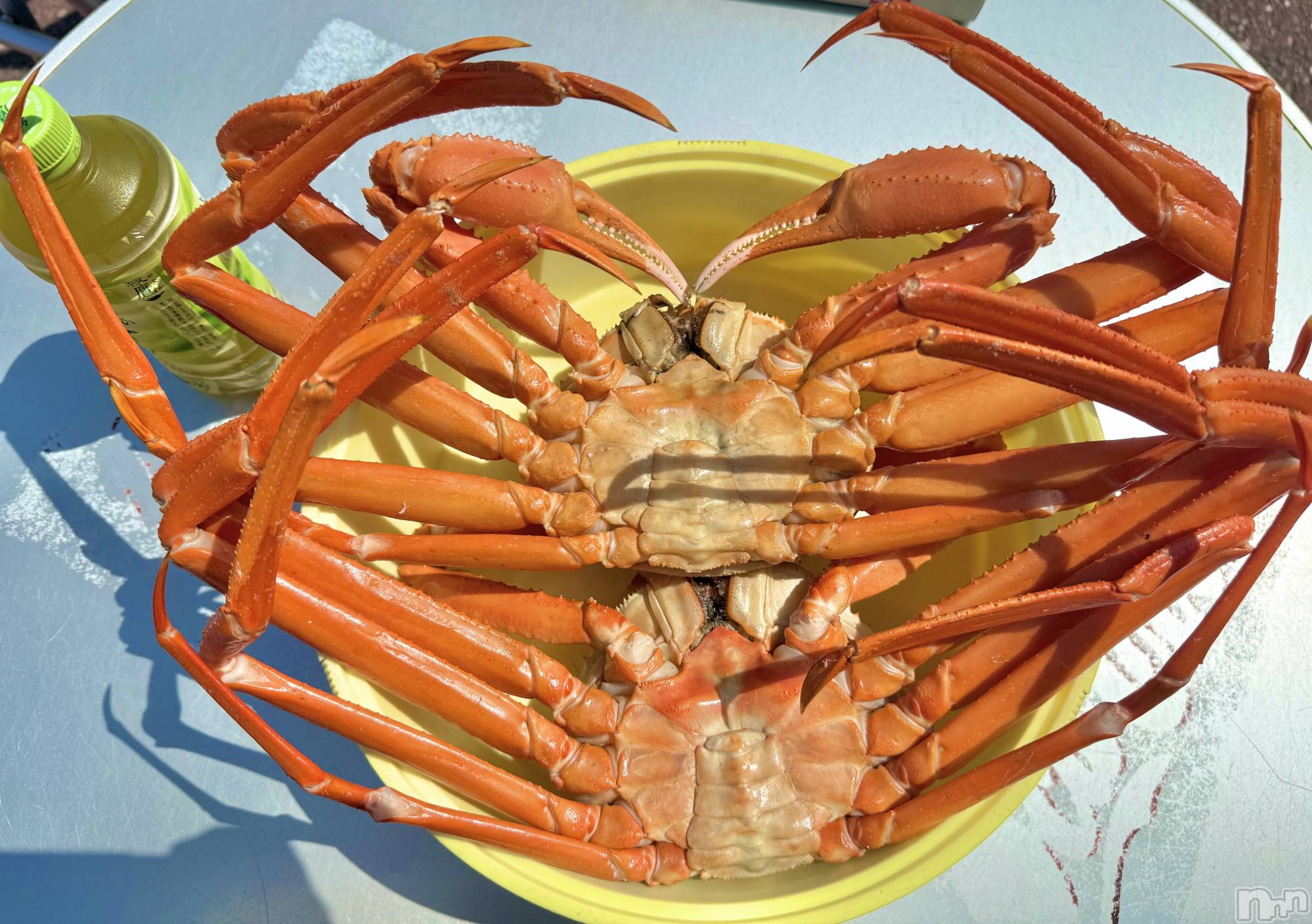 Х顦Lune LYNX(롼󥯥) 2025ǯ57ֳ̥֥🦀