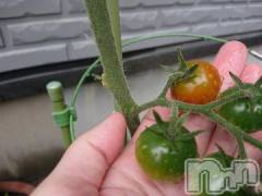 新潟デリヘル新潟人妻デリバリーヘルス 下心 ～したごころ～(シタゴコロ) 真田(さなだ)奥様(35)の7月3日写メブログ「トマト」