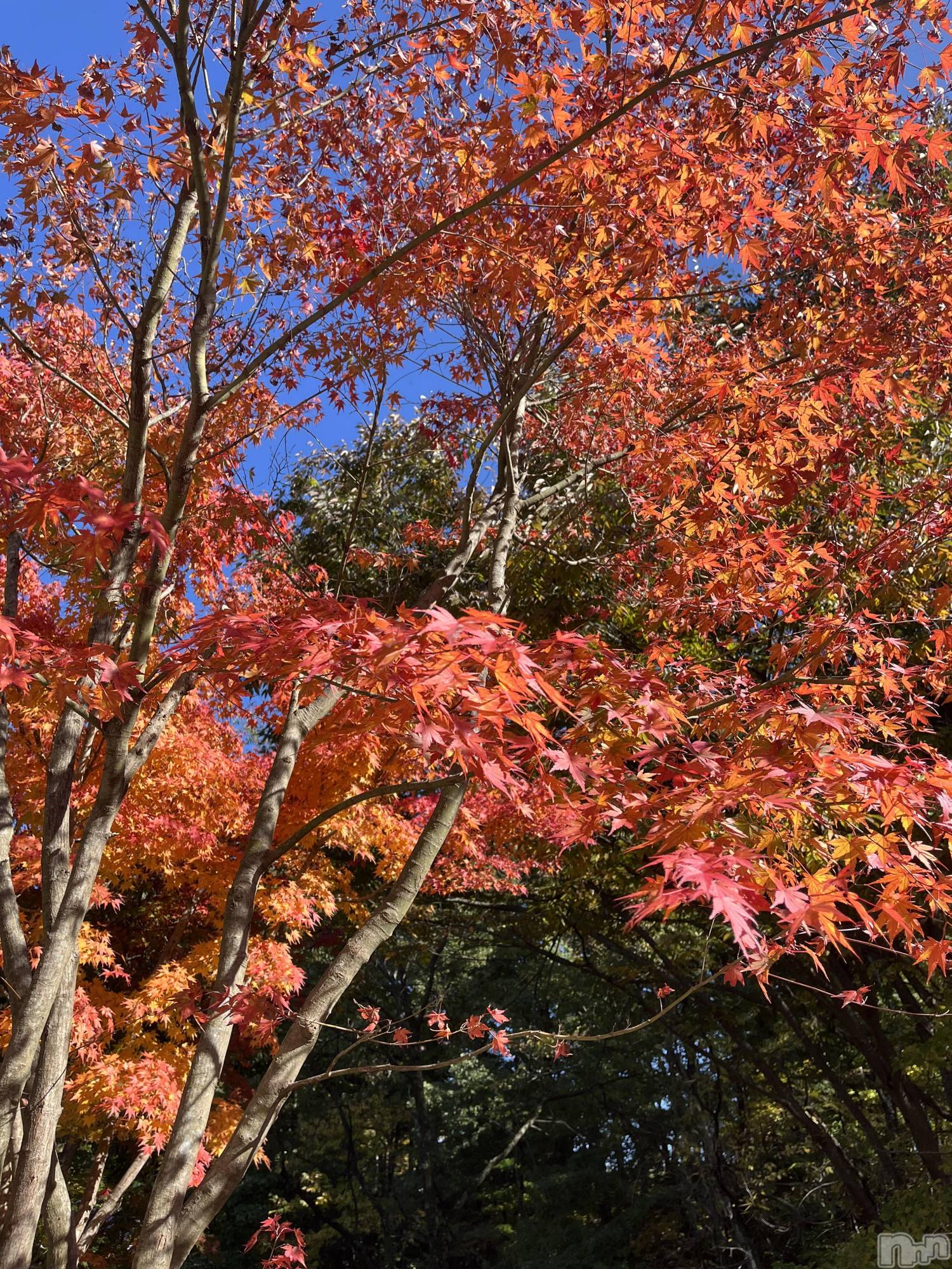 ��ë����Х��顦�����CLUB��Paladin(����֡��ѥ�ǥ���) ��2025ǯ10��30���̥�֥�����( ���꒳��� )ᐝ��