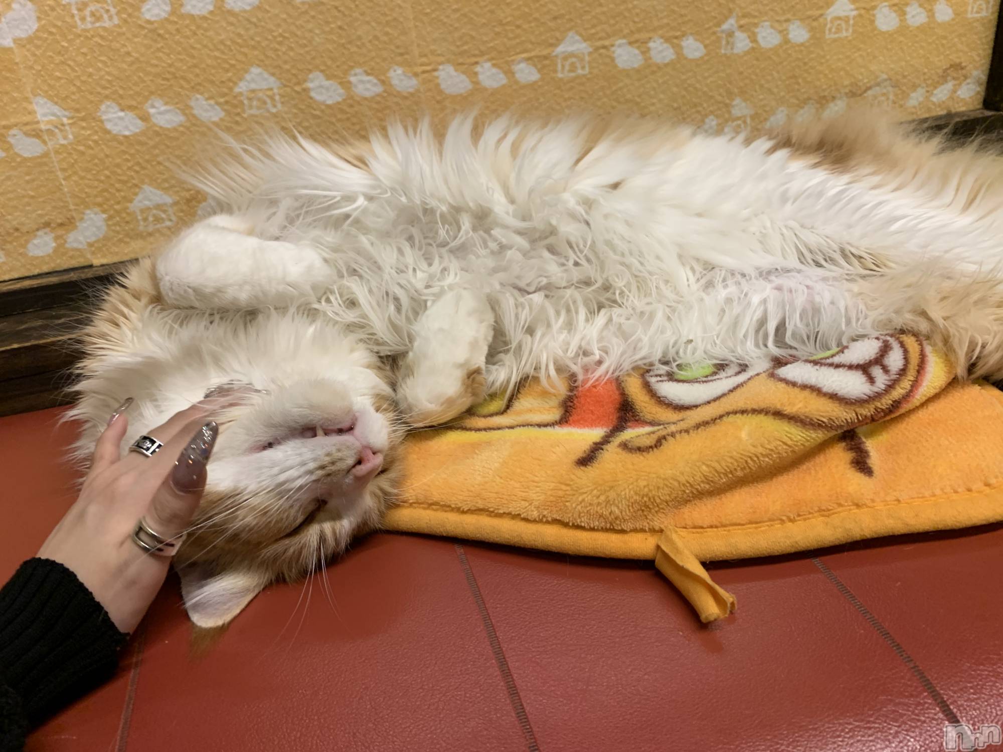 ��ë����Х��顦�����CLUB��Paladin(����֡��ѥ�ǥ���) ��2026ǯ1��8���̥�֥����֢�(  ᴖ ̫ᴖ)��🎶��