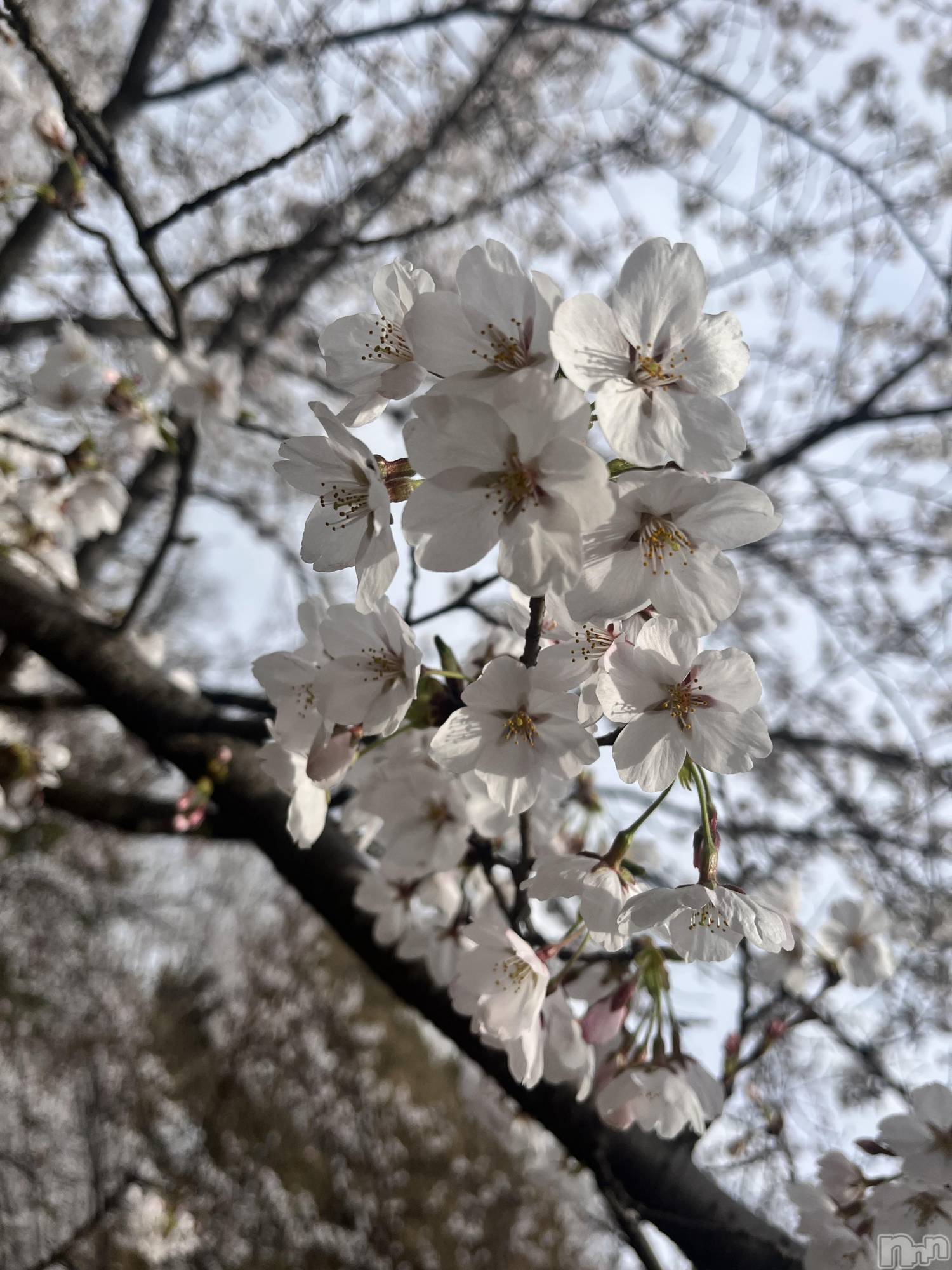 ��ë����Х��顦�����CLUB��Paladin(����֡��ѥ�ǥ���) ��2026ǯ4��11���̥�֥�����🥱��