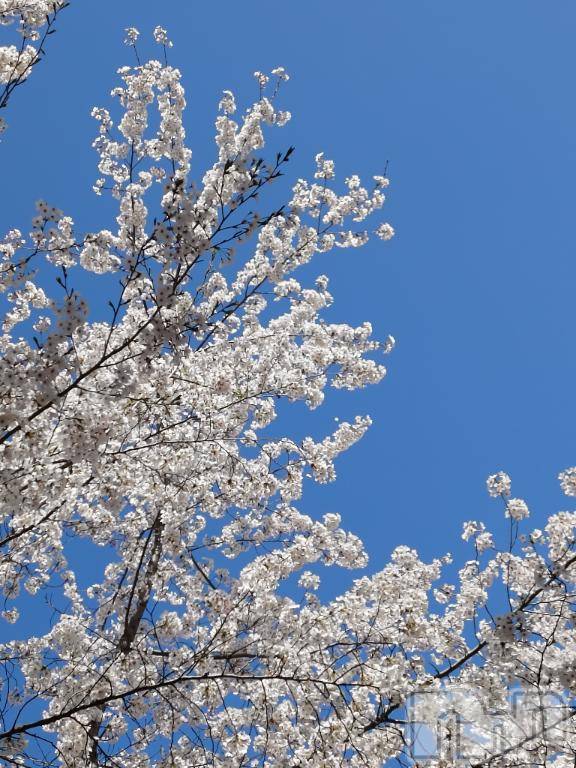 上田発デリヘルBIBLE～奥様の性書～(バイブル～オクサマノセイショ～)◆千尋-チヒロ-◆(40)の2026年4月15日写メブログ「はな◯と共に」