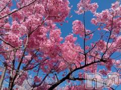 上田発デリヘルBIBLE～奥様の性書～(バイブル～オクサマノセイショ～) ◆千尋-チヒロ-◆(40)の4月10日写メブログ「良いよなぁ🌸」