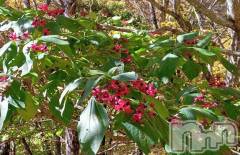 上田発デリヘルBIBLE～奥様の性書～(バイブル～オクサマノセイショ～) ◆千尋-チヒロ-◆(40)の2月12日写メブログ「このー木なんの木」