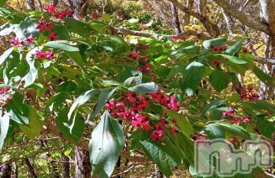 上田発デリヘル BIBLE～奥様の性書～(バイブル～オクサマノセイショ～) ◆千尋-チヒロ-◆(40)の2月12日写メブログ「このー木なんの木」