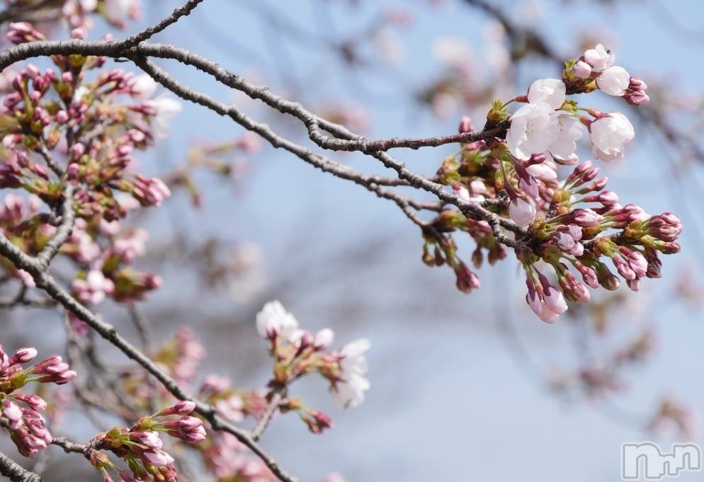 上越デリヘルエンジェル みさき(42)の4月5日写メブログ「開花宣言🌸」