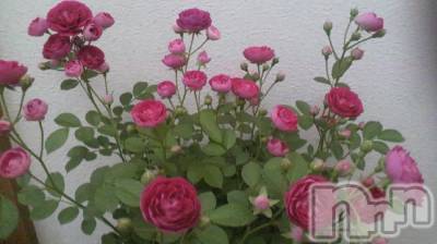 Ʋʥå륺Сfeel bar prs(եСץ) ώϤ915̥֥֤줵󤬡()