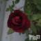 Ʋʥå륺Сfeel bar prs(եСץ) ώϤ722̥֥鯤(*^_^*)