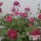 Ʋʥå륺Сfeel bar prs(եСץ) ώϤ915̥֥֤줵󤬡()