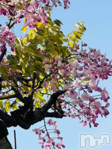 諏訪デリヘルThree＆Men’s Spa(スリー＆メンズスパ)ゆかりスリー(36)の2023年4月15日写メブログ「＊＊＊＊＊」