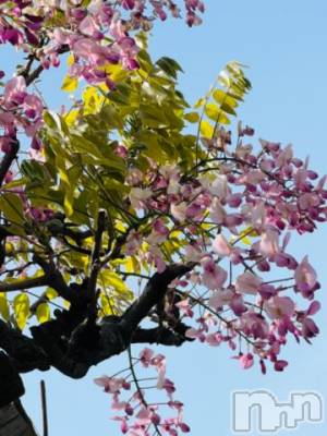 諏訪デリヘル Three＆Men’s Spa(スリー＆メンズスパ) ゆかりスリー(36)の4月15日写メブログ「＊＊＊＊＊」