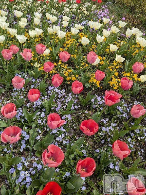 長岡デリヘル長岡風俗出張アロママッサージ(ナガオカフウゾクシュッチョウアロママッサージ) 美人みどり☆リクエスト可(37)の4月9日写メブログ「今日長岡😊個人イベントも❤️」