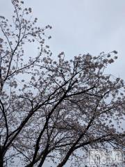 長岡デリヘル長岡風俗出張アロママッサージ(ナガオカフウゾクシュッチョウアロママッサージ) 美人みどり☆リクエスト可(37)の4月4日写メブログ「本日は休み→獣医さんへ」