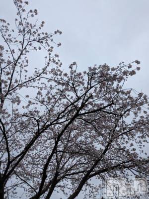 長岡デリヘル 長岡風俗出張アロママッサージ(ナガオカフウゾクシュッチョウアロママッサージ) 美人みどり☆リクエスト可(37)の4月4日写メブログ「本日は休み→獣医さんへ」