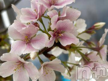 新潟デリヘル 五十路マダム新潟店(カサブランカグループ)(イソジマダムニイガタテン) 白井涼子(53)の4月5日写メブログ「キテネ」