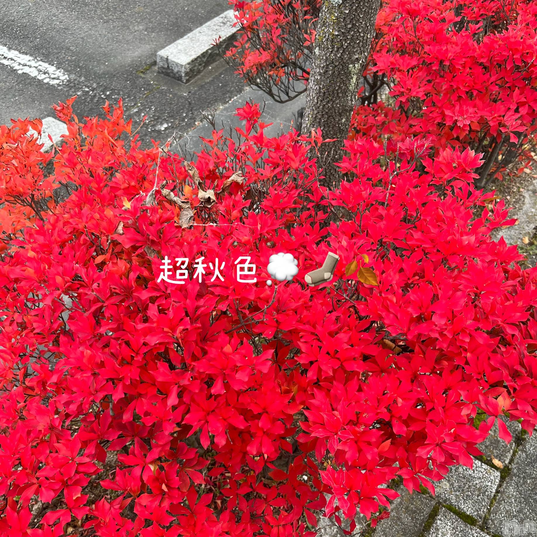 新潟デリヘルGRACE　新潟(グレース　ニイガタ)立花【たちばな】(20)の2025年11月11日写メブログ「今日のほっこり🍀* ゚」