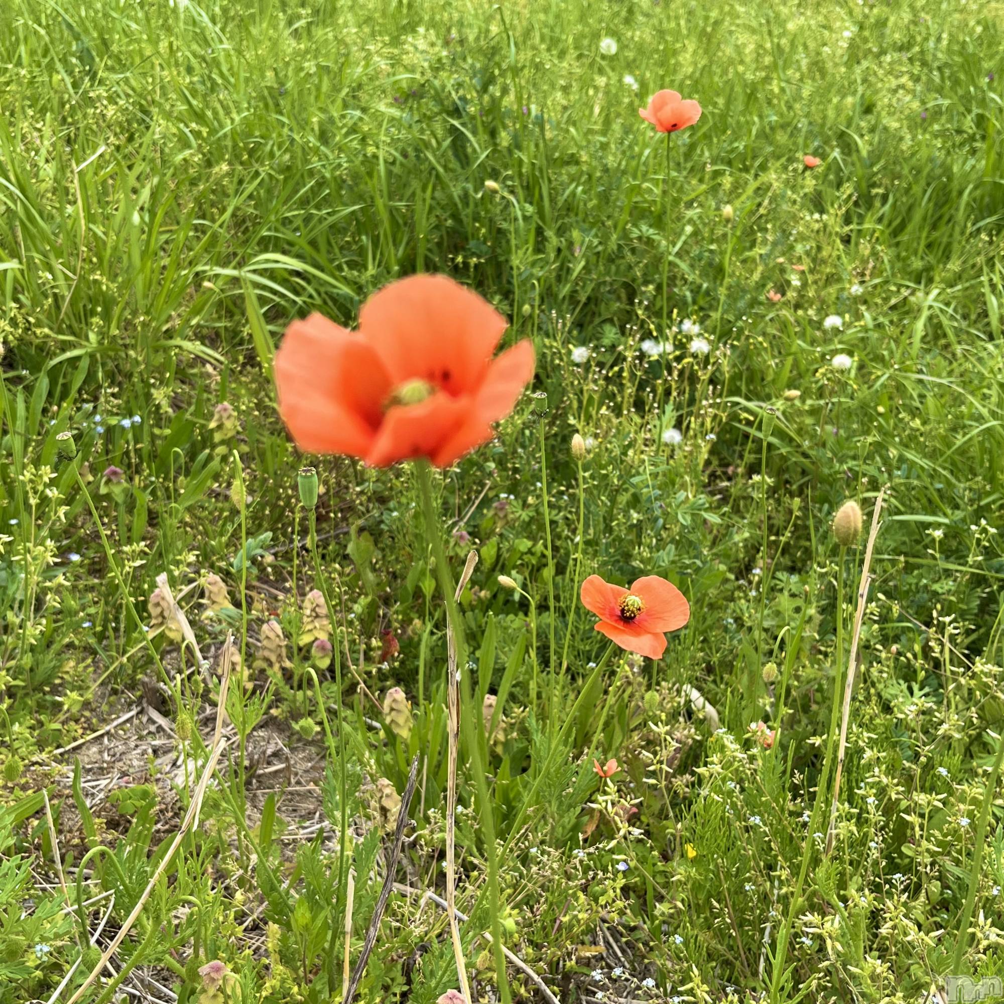 新潟デリヘルGRACE　新潟(グレース　ニイガタ)立花【たちばな】(20)の2026年4月24日写メブログ「日々」