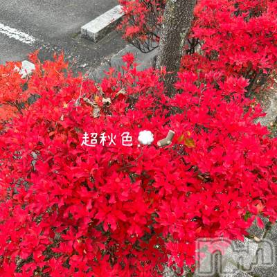 新潟デリヘル GRACE　新潟(グレース　ニイガタ) 立花【たちばな】(20)の11月11日写メブログ「今日のほっこり🍀* ゚」