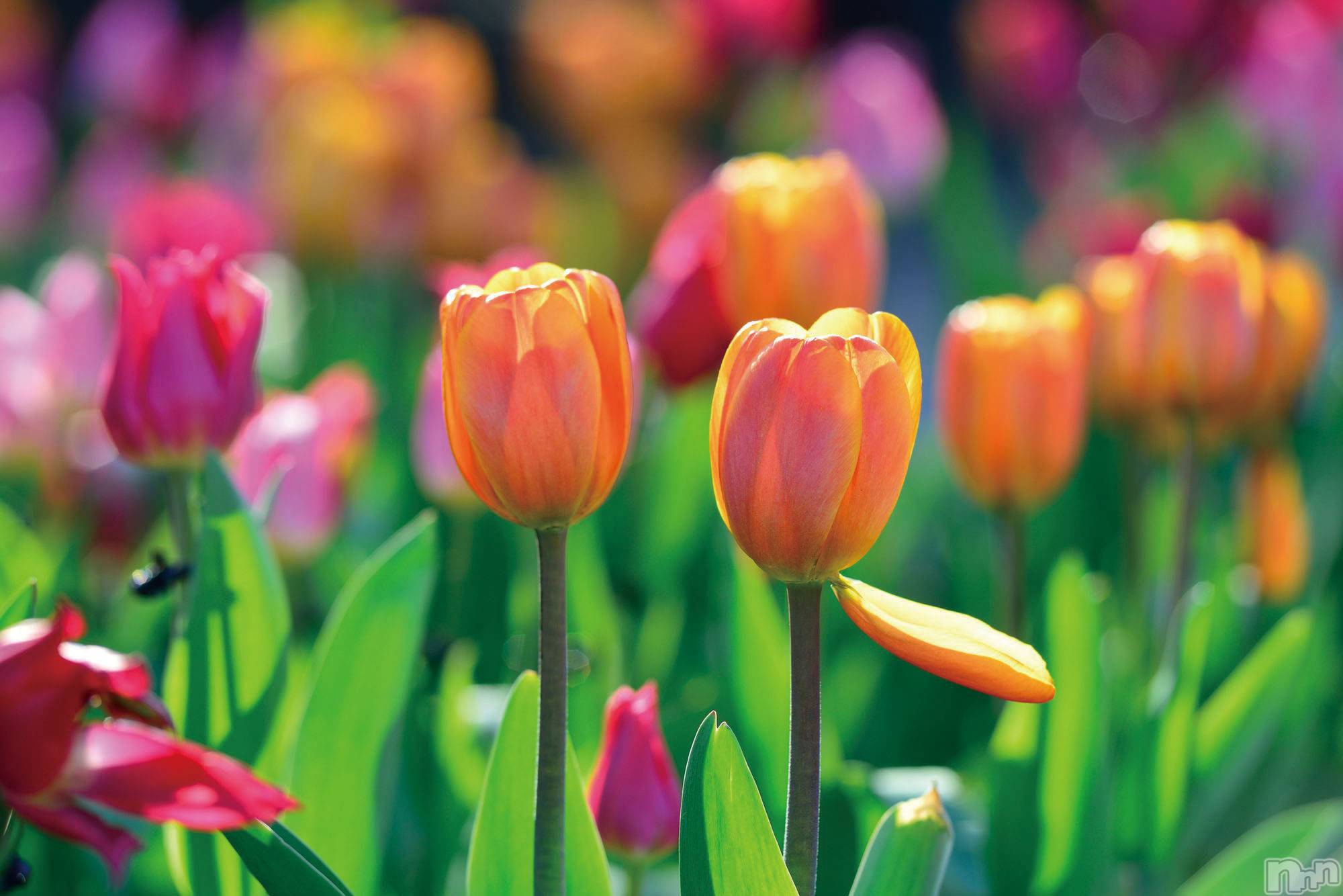 Įʥå륺СL'asile(饸) 2022ǯ38ֵ̥֥פ֤νжС