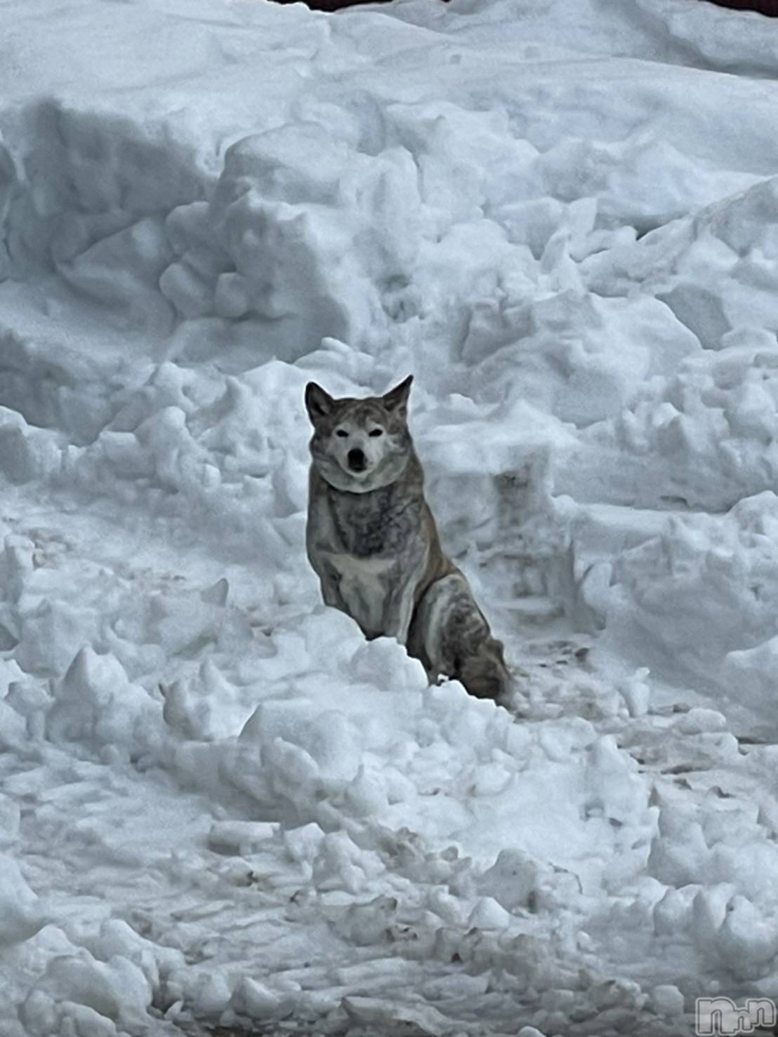 Įʥå륺СL'asile(饸) 2022ǯ325̥֥֥٥ȱ