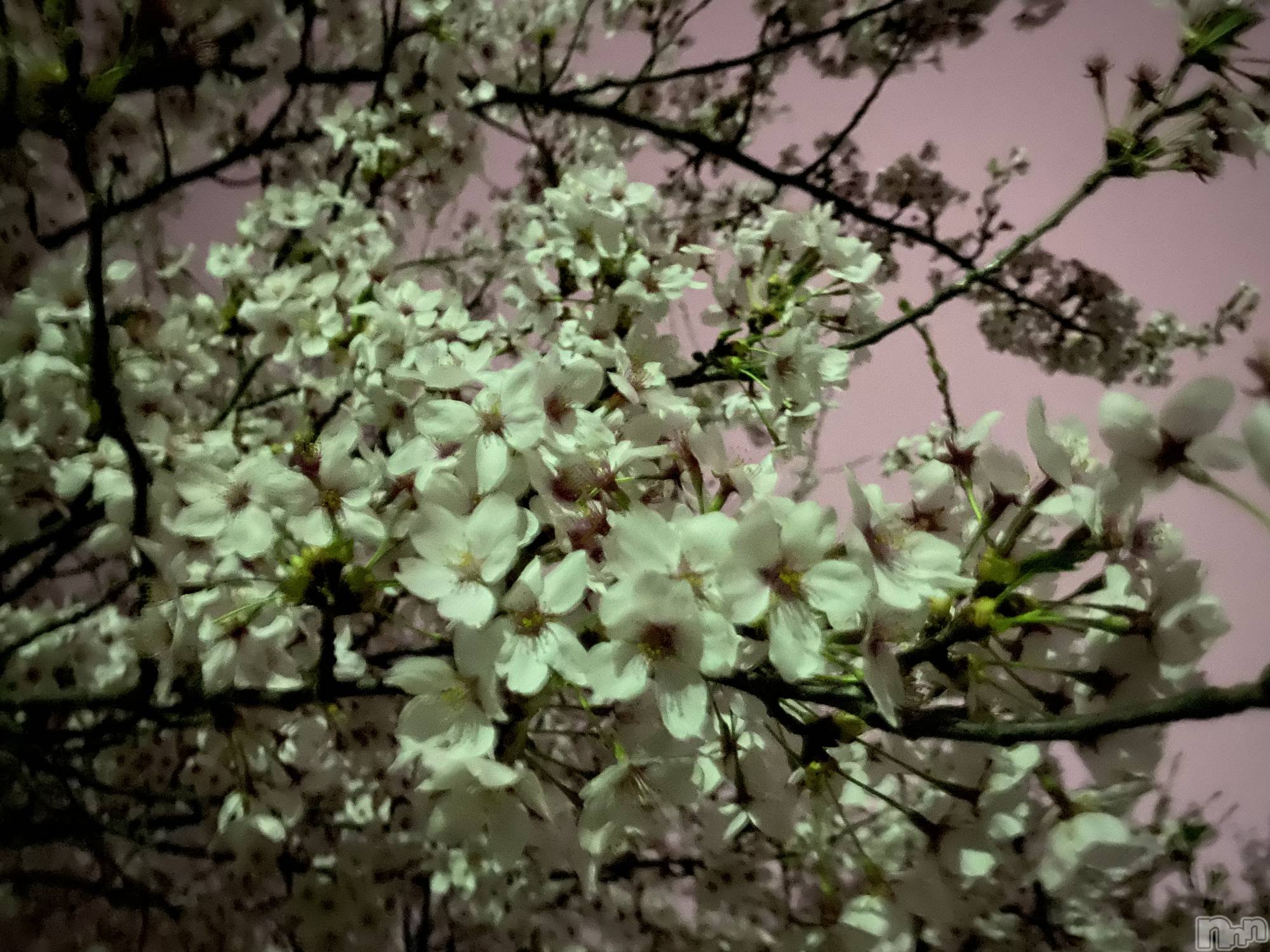 Įʥå륺СL'asile(饸) 2022ǯ414̥֥֤ä🥲