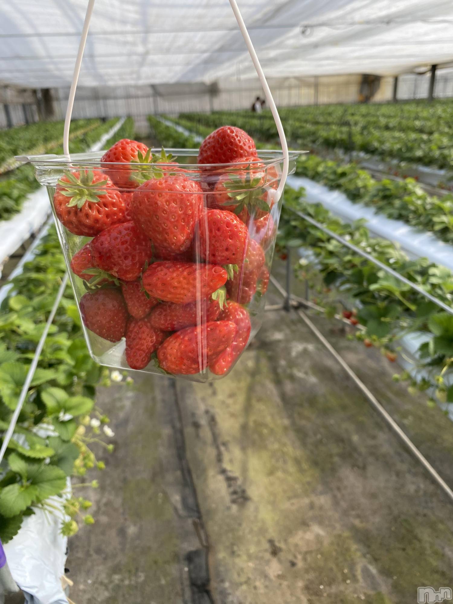 Įʥå륺СL'asile(饸) 2023ǯ313̥֥֤äƤ