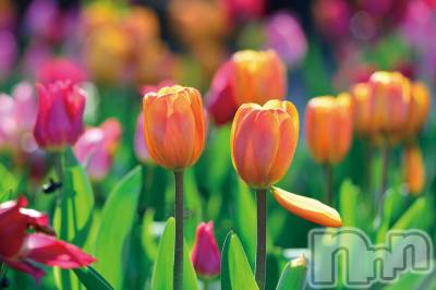 Įʥå륺СL'asile(饸) MANAKA(99)38ֵ̥֥פ֤νжС