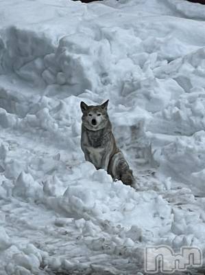 Įʥå륺СL'asile(饸) MANAKA(99)325̥֥֥٥ȱ