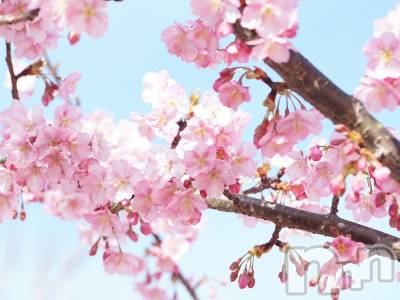 Įʥå륺СL'asile(饸) MANAKA(99)328̥֥̤ε