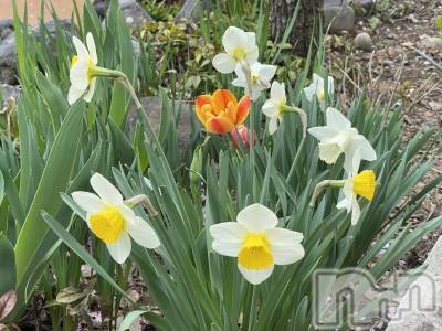 Įʥå륺СL'asile(饸) MANAKA(99)421̥֥֤äʤäʤ