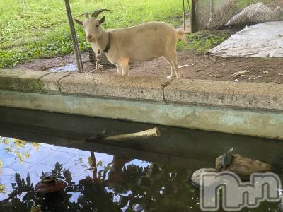 Įʥå륺СL'asile(饸) MANAKA(99)916̥֥֤ᤤ