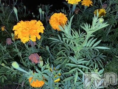 Įʥå륺СL'asile(饸) MANAKA(99)104ִ̥֥͡