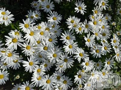 Įʥå륺СL'asile(饸) MANAKA(99)1018̥֥罸SP