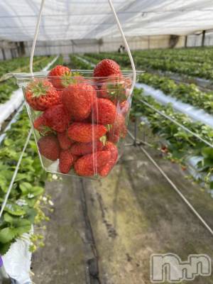 Įʥå륺СL'asile(饸) MANAKA(99)313̥֥֤äƤ