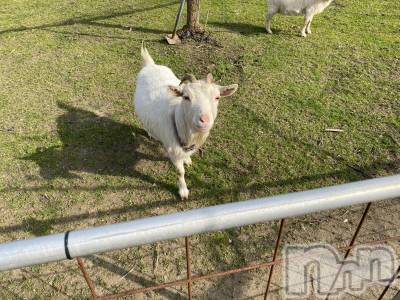 Įʥå륺СL'asile(饸) MANAKA(99)316̥֥֤äۡ