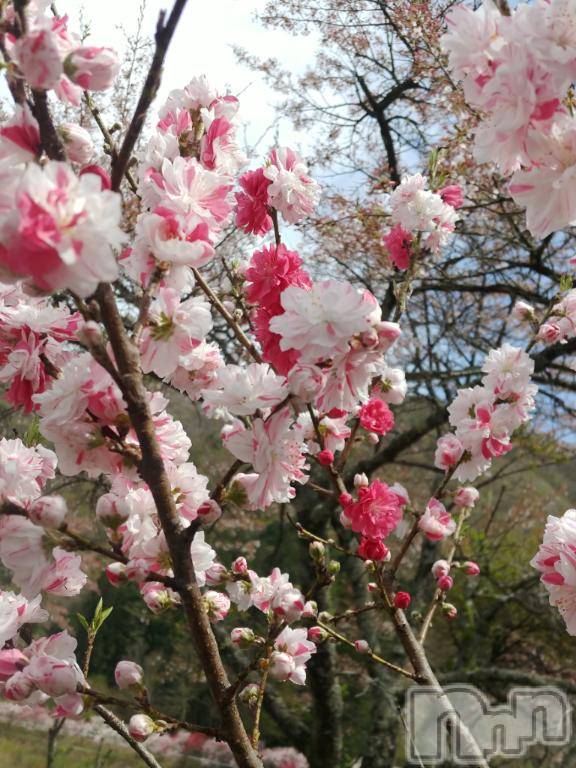 松本発デリヘル松本人妻隊(マツモトヒトヅマタイ)ふみの(43)の2026年4月19日写メブログ「また1年」