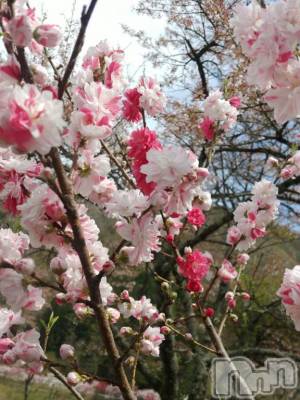 松本発デリヘル 松本人妻隊(マツモトヒトヅマタイ) ふみの(43)の4月19日写メブログ「また1年」