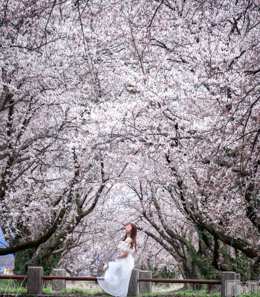 㡦ȯĥꥢ󥺥Levre(졼֥)  ߤ413ֺ̥֥ߤ🌸❤️