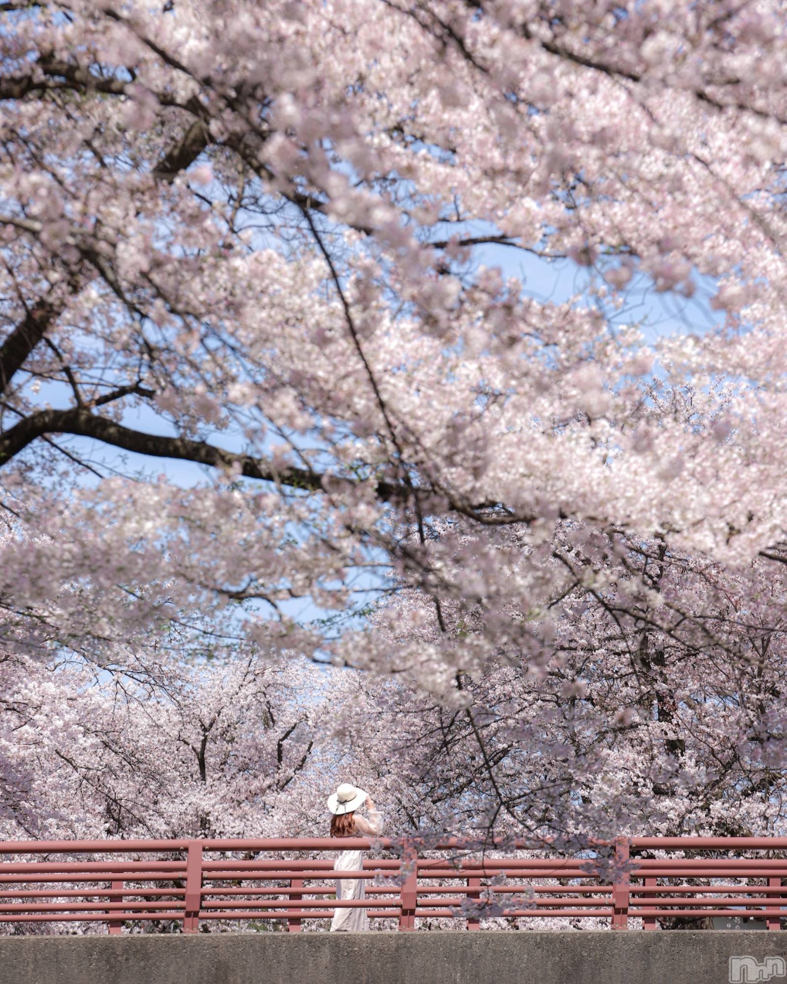 㡦ȯĥꥢ󥺥Levre(졼֥) 2024ǯ414ֺ̥֥🌸
