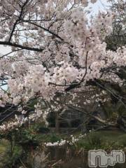 新潟デリヘル新潟人妻デリバリーヘルス 下心 ～したごころ～(シタゴコロ) 綺羅々(きらら)奥様(36)の4月11日写メブログ「桜満開?」