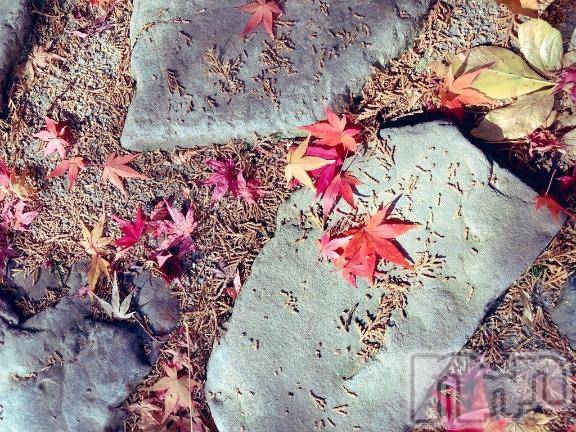 佐久発デリヘル佐久上田人妻隊(サクウエダヒトヅマタイ) かおり(41)の12月15日写メブログ「紅葉🍁」