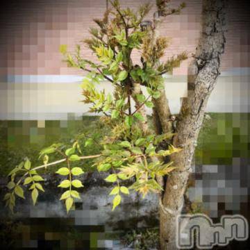 新潟デリヘル五十路マダム新潟店(カサブランカグループ)(イソジマダムニイガタテン) 浅見怜(49)の4月29日写メブログ「おはようにゃん。。」