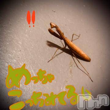 新潟デリヘル五十路マダム新潟店(カサブランカグループ)(イソジマダムニイガタテン) 浅見怜(49)の8月12日写メブログ「バッタの季節？」