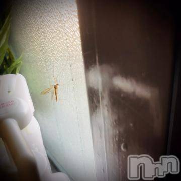 新潟デリヘル五十路マダム新潟店(カサブランカグループ)(イソジマダムニイガタテン) 浅見怜(49)の9月16日写メブログ「カトンボ☆」