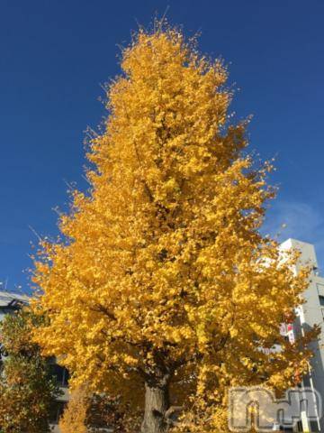 新潟デリヘル五十路マダム新潟店(カサブランカグループ)(イソジマダムニイガタテン)浅見怜(49)の2021年11月17日写メブログ「いい天気。。」