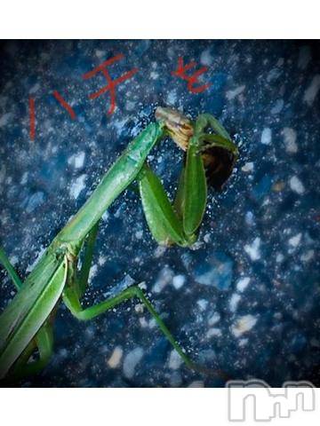 新潟デリヘル五十路マダム新潟店(カサブランカグループ)(イソジマダムニイガタテン)浅見怜(49)の2021年11月27日写メブログ「カマキリ良くなぃ？」