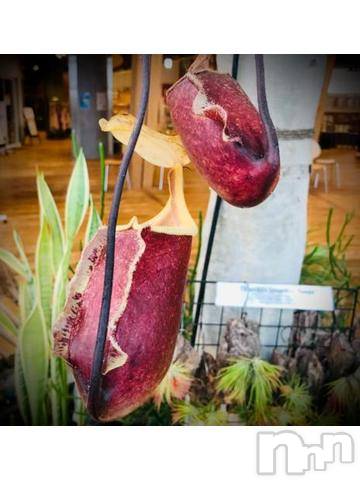 新潟デリヘル五十路マダム新潟店(カサブランカグループ)(イソジマダムニイガタテン)浅見怜(49)の2022年3月8日写メブログ「脚が痛ぃょぉ。。。」